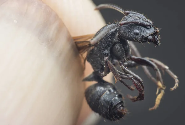 Fekete Polyrhachis Hangya Szárny — Stock Fotó