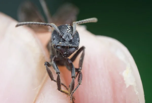Kanatlı Siyah Polirhachis Karınca — Stok fotoğraf