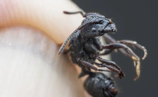Hormiga Polyrhachis Negro Con Ala —  Fotos de Stock