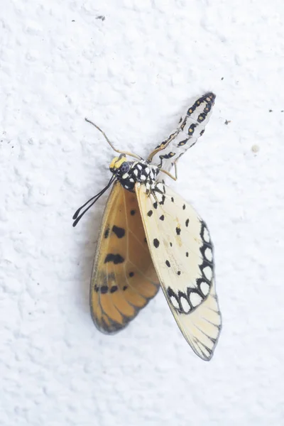 Tawny Coster Butterful Emerging Out Larvea — Stock Photo, Image