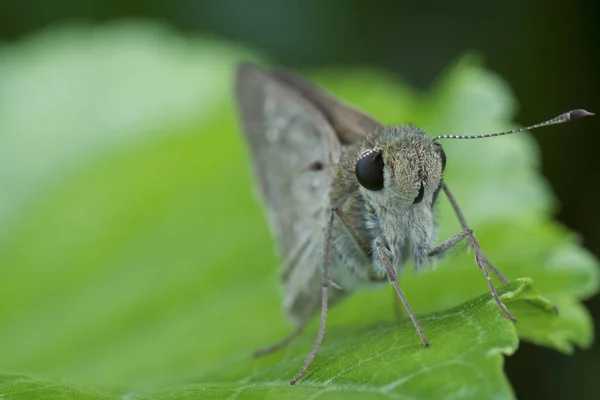 Close Com Skipper Delaware Cinza — Fotografia de Stock