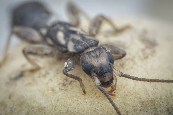 Крупним Планом Жіночою Комахою Earwig Dermaptera — стокове фото