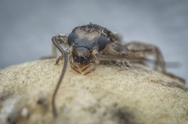 Closeup Dengan Perempuan Earwig Dermaptera Serangga — Stok Foto