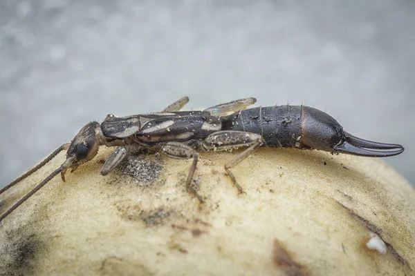 Dişi Kulaklık Dermaptera Böceği Ile Yakın Çekim — Stok fotoğraf