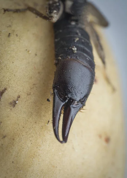 Primer Plano Con Oreja Hembra Dermaptera Insecto — Foto de Stock