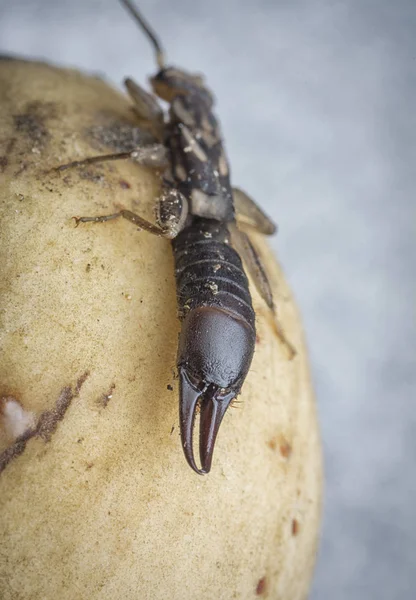 Primer Plano Con Oreja Hembra Dermaptera Insecto — Foto de Stock