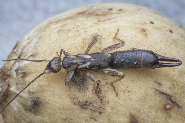 Närbild Med Kvinnliga Öronsnäcka Dermaptera Insekt — Stockfoto