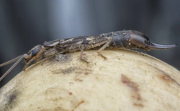 Primer Plano Con Oreja Hembra Dermaptera Insecto — Foto de Stock