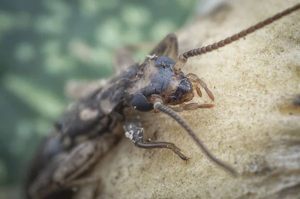 Gros Plan Avec Perruque Femelle Dermaptera Insecte — Photo