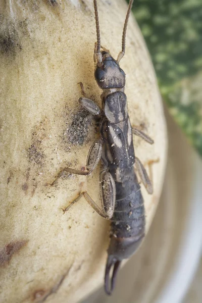 Detailní Záběr Ženským Sluchátkem Dermaptera Hmyzu — Stock fotografie