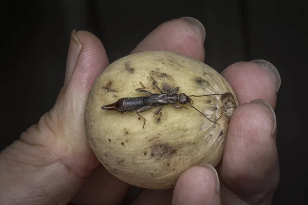 Primer Plano Con Oreja Hembra Dermaptera Insecto — Foto de Stock