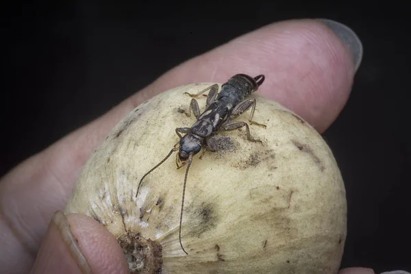 Gros Plan Avec Perruque Femelle Dermaptera Insecte — Photo