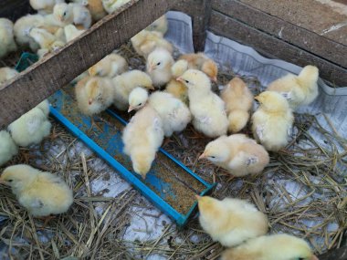 Satılık sarı küçük piliçler