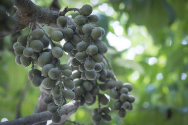 Ağaç gövdesinde asılı yeşil lansiyum parazit meyveleri..