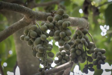 Ağaç gövdesinde asılı yeşil lansiyum parazit meyveleri..