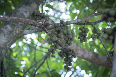 Ağaç gövdesinde asılı yeşil lansiyum parazit meyveleri..