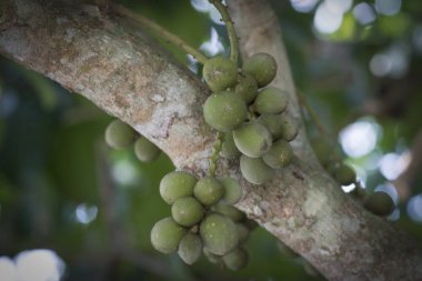 Ağaç gövdesinde asılı yeşil lansiyum parazit meyveleri..