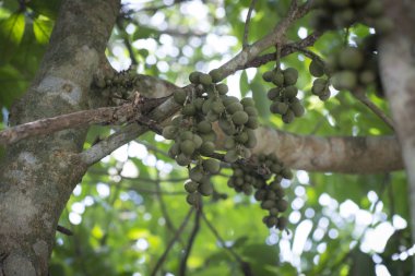 Ağaç gövdesinde asılı yeşil lansiyum parazit meyveleri..