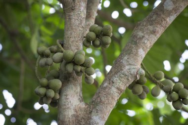 Ağaç gövdesinde asılı yeşil lansiyum parazit meyveleri..