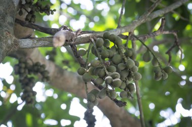 Ağaç gövdesinde asılı yeşil lansiyum parazit meyveleri..
