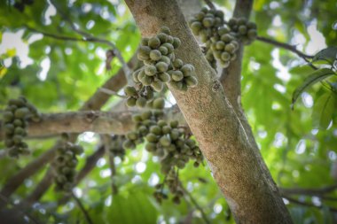 Ağaç gövdesinde asılı yeşil lansiyum parazit meyveleri..