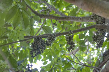 Ağaç gövdesinde asılı yeşil lansiyum parazit meyveleri..