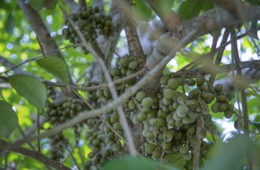 Ağaç gövdesinde asılı yeşil lansiyum parazit meyveleri..