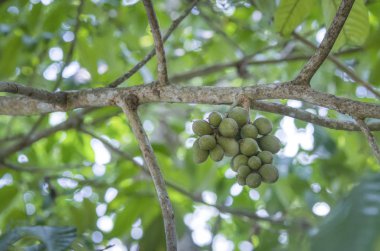 Ağaç gövdesinde asılı yeşil lansiyum parazit meyveleri..