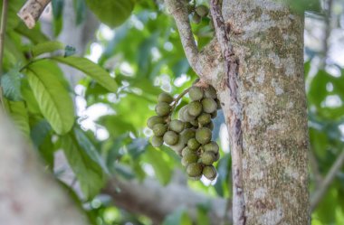Ağaç gövdesinde asılı yeşil lansiyum parazit meyveleri..