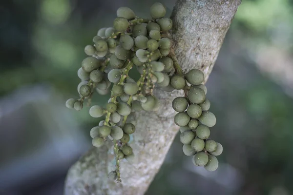 Bouquet Fruits Verts Lansium Parasiticum Accroché Sur Tronc Arbre — Photo