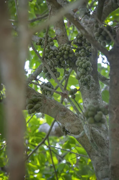 Bos Groene Lansium Parasiticum Fruit Opknoping Boomstam — Stockfoto