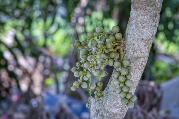 Kilka Zielonych Owoców Lansium Parasiticum Wiszących Pniu Drzewa — Zdjęcie stockowe