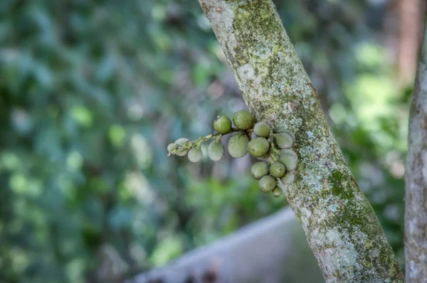 Monte Frutas Parasiticum Lansium Verde Pendurado Tronco Árvore — Fotografia de Stock
