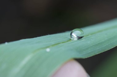 Çimenlerin üzerindeki çiy damlacıkları