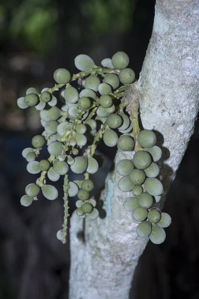 Bouquet Fruits Verts Lansium Parasiticum Accroché Sur Tronc Arbre — Photo