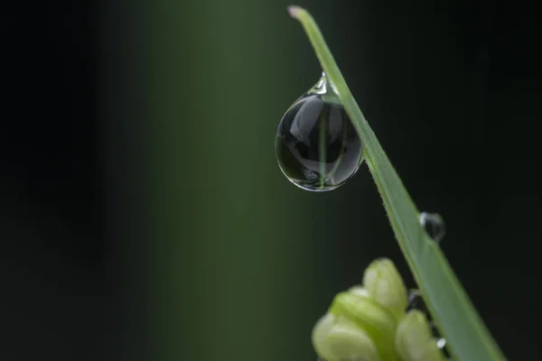 Gotas Orvalho Lâmina Grama — Fotografia de Stock