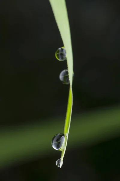 草叶上的露珠 — 图库照片