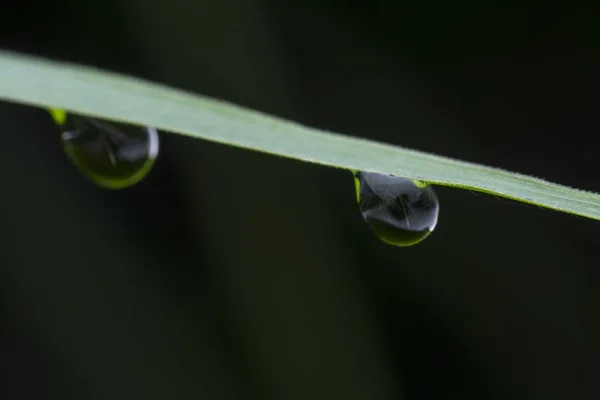 Dew Droplets Blade Grass — Stock Photo, Image
