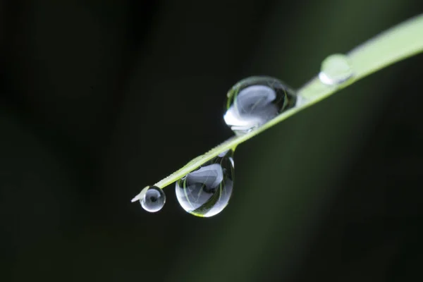 Gotas Rocío Hoja Hierba —  Fotos de Stock