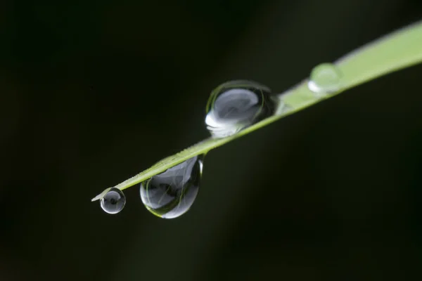 Dew Droplets Blade Grass — Stock Photo, Image