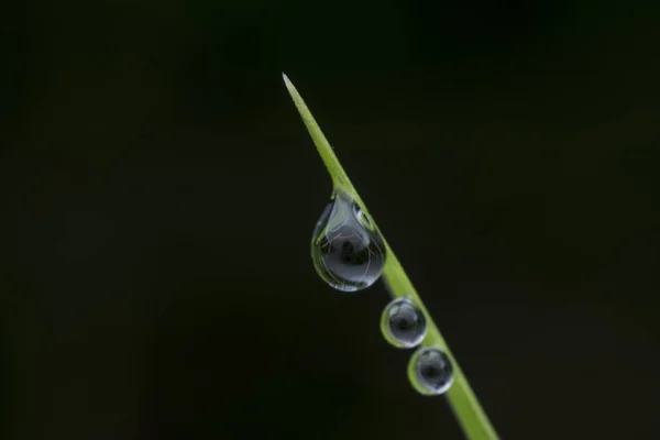 Gotas Rocío Hoja Hierba — Foto de Stock