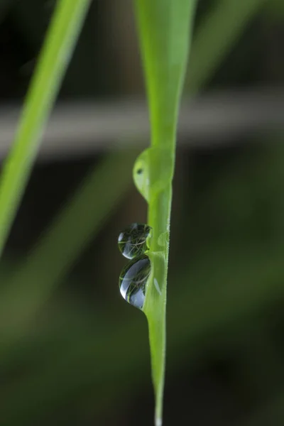 Dauwdruppels Het Grassprietje — Stockfoto