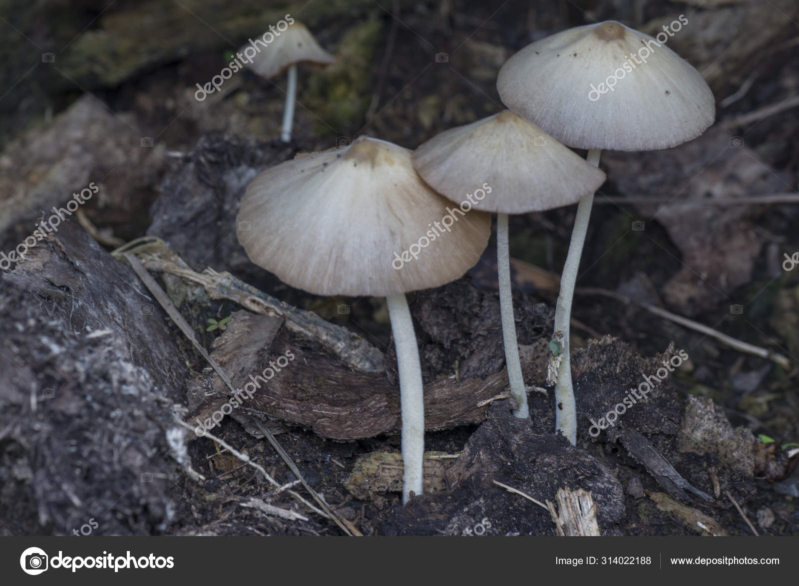 White Cap Mushroom Little Japanese Umbrella Stock Photo by