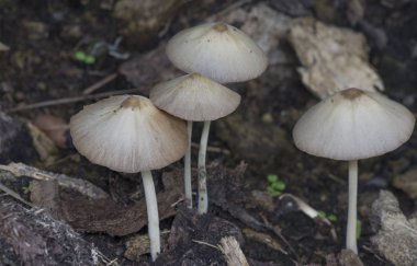 Beyaz mantar mı yoksa küçük Japon Şemsiyesi mi?