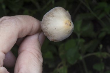 Beyaz mantar mı yoksa küçük Japon Şemsiyesi mi?