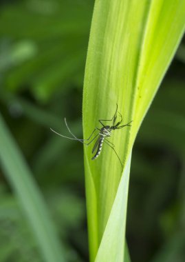 Küçük sineklerle ya da chironomidae sineğiyle yakın çekim