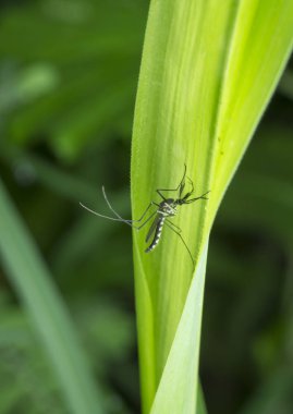 closeup with tiny midges or chironomidae fly clipart