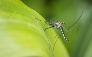 Küçük sineklerle ya da chironomidae sineğiyle yakın çekim