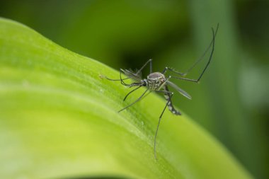 Küçük sineklerle ya da chironomidae sineğiyle yakın çekim