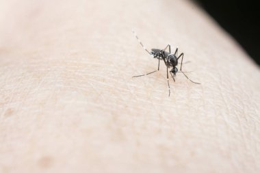 Kan emici sivrisineğe yakın çekim.